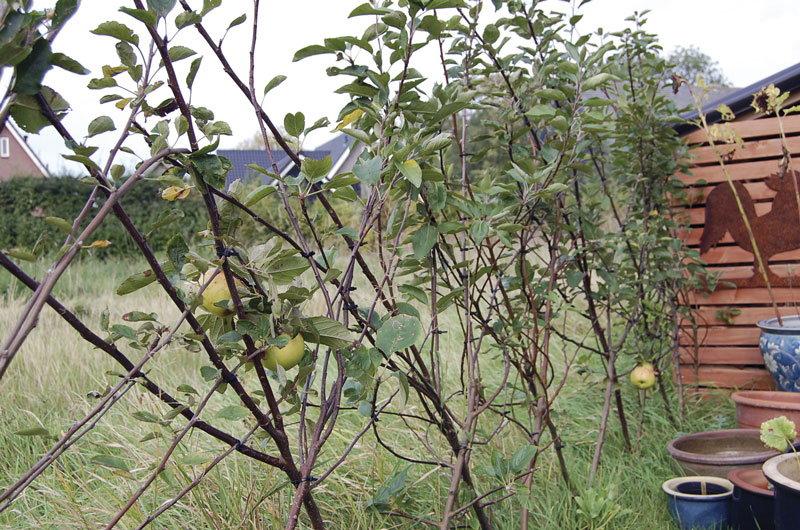 levende schutting in appel
