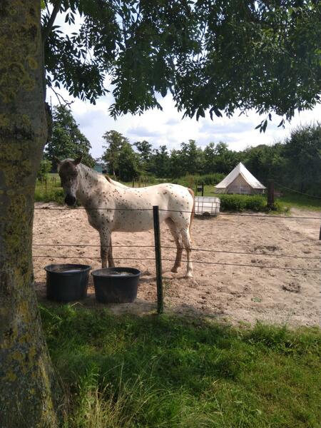 Inspiratie middagen Paddock paradijs