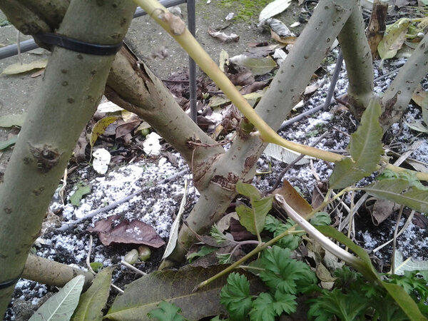 Bomen vlechten of snoeien?
